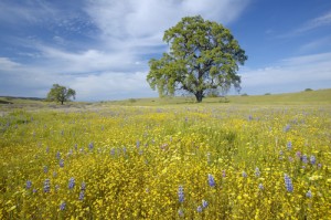 bakersfield